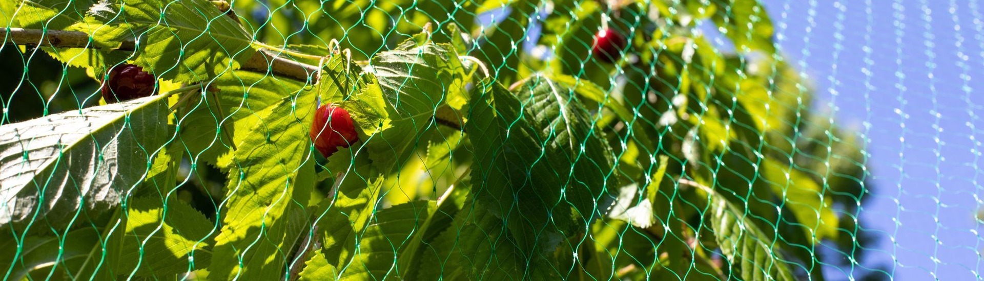 Siatki przeciw zwierzętom